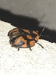 Botanochara angulata