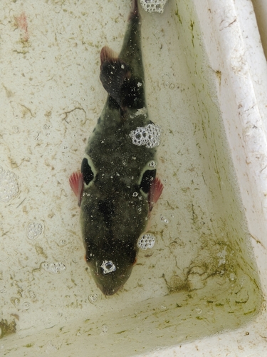 Takifugu rubripes observed 2026-04-19