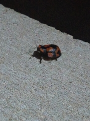 Botanochara angulata