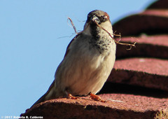 Passer domesticus