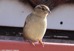 Passer domesticus