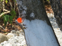 Anolis charlesmyersi