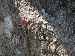 Anolis charlesmyersi