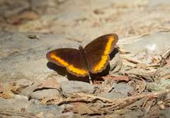 Pedaliodes symmachus