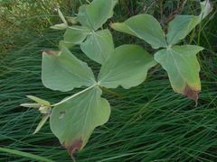 Trillium camschatcense