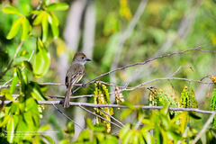 Myiarchus yucatanensis