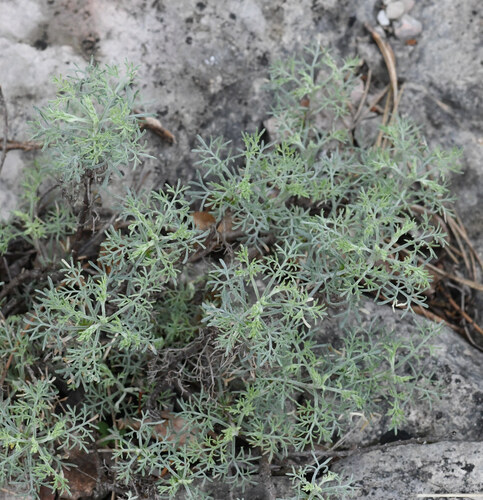 Artemisia alba, photograph 6