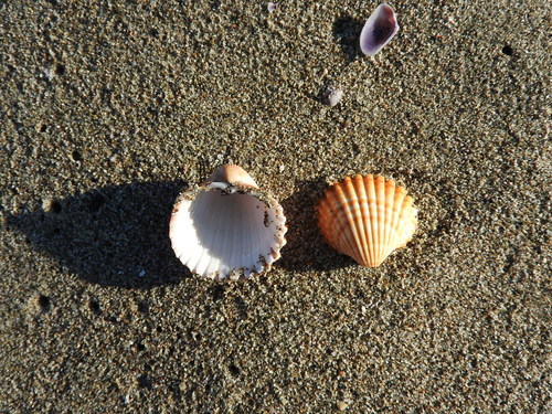 Acanthocardia tuberculata