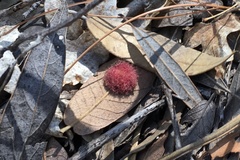 Cynips quercusnubila