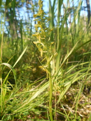 Platanthera tipuloides