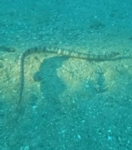Mosaic Sea Snake