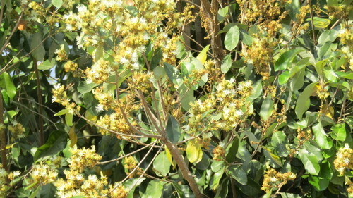 Couepia polyandra (Couepia polyandra)