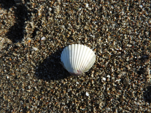 Cardiidae