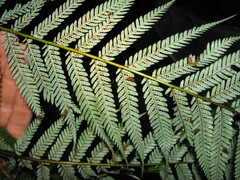 Cyathea schiedeana