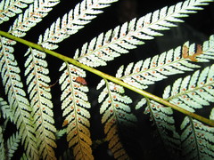 Cyathea schiedeana