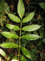 Danaea elliptica