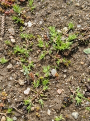 Loeflingia squarrosa