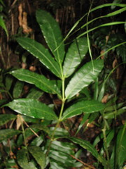 Danaea elliptica