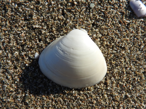 Mactra corallina