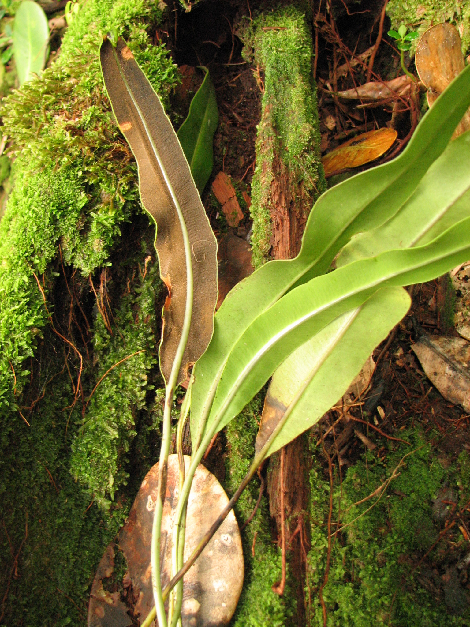 Elaphoglossum latifolium