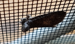 Crypsiprora orthogramma