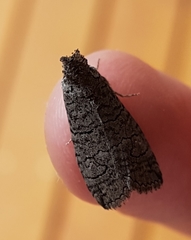 Crypsiprora orthogramma