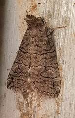 Crypsiprora orthogramma