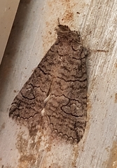 Crypsiprora orthogramma