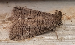 Crypsiprora orthogramma