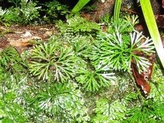 Elaphoglossum peltatum