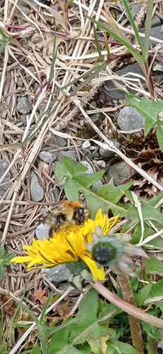 Common Carder Bumble Bee