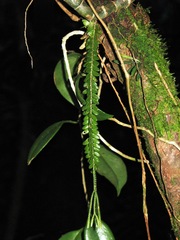 Phlegmariurus dichaeoides