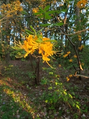 Rhododendron austrinum