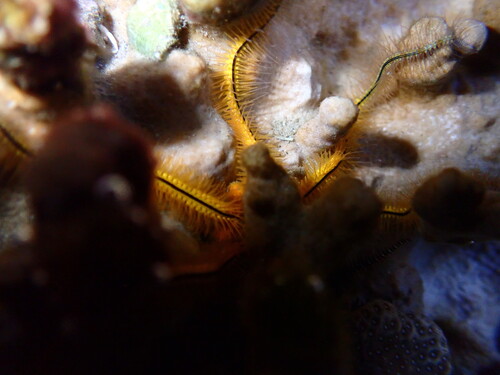 Ophiothrix (Ophiothrix) savignyi