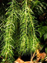 Phlegmariurus linifolius