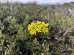 Lomatium parvifolium