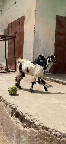 Domestic Goat