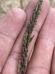 Poa secunda secunda