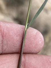 Poa secunda secunda