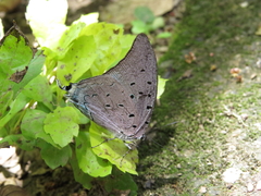 Pseudolycaena