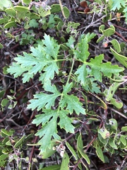 Lomatium parvifolium