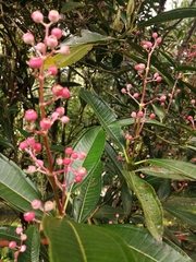 Miconia notabilis