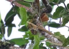 Anabacerthia striaticollis