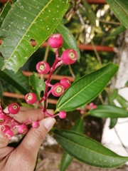 Miconia notabilis