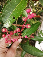 Miconia notabilis