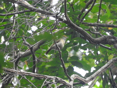 Tunchiornis ochraceiceps