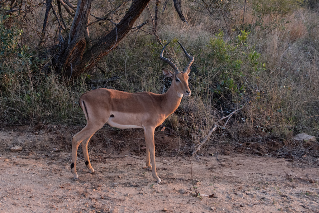 Aepyceros melampus, Limpopo, ZA, by cube1961