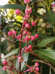 Miconia notabilis