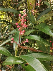 Miconia notabilis