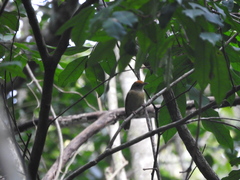 Tunchiornis ochraceiceps